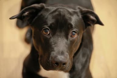 Cómo conectar con un perro rescatado