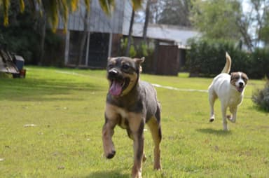 Cómo elegir el perro ideal para tu familia?